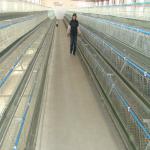 hot sale H type used poultry battery cages for sale