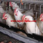 Taiyu commercial chicken cages (full poultry equipment and own oversea agent)