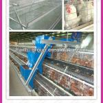 automatic chicken cage for sale 008613938486709