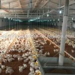 Broiler Poultry Farm Equipment