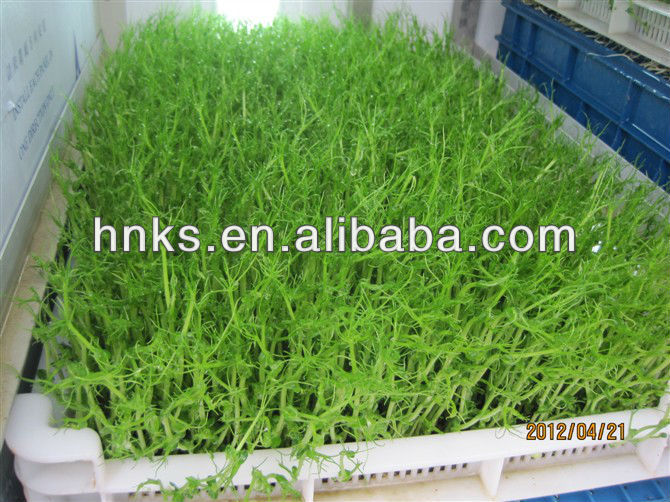 Animal fodder sprouting machine/grass growing machine for animal 008615238020698