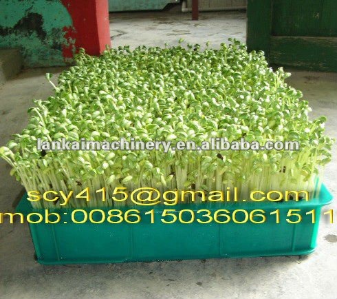 automatic green/yellow/board/soybean bean sprouting machine