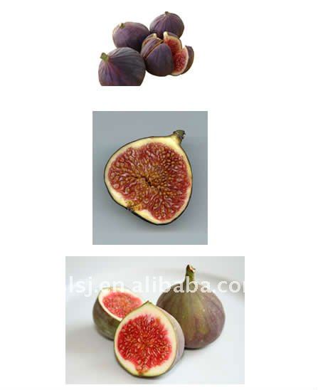 Fig Puree Machine