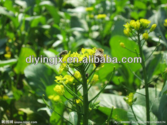 honey processing machine