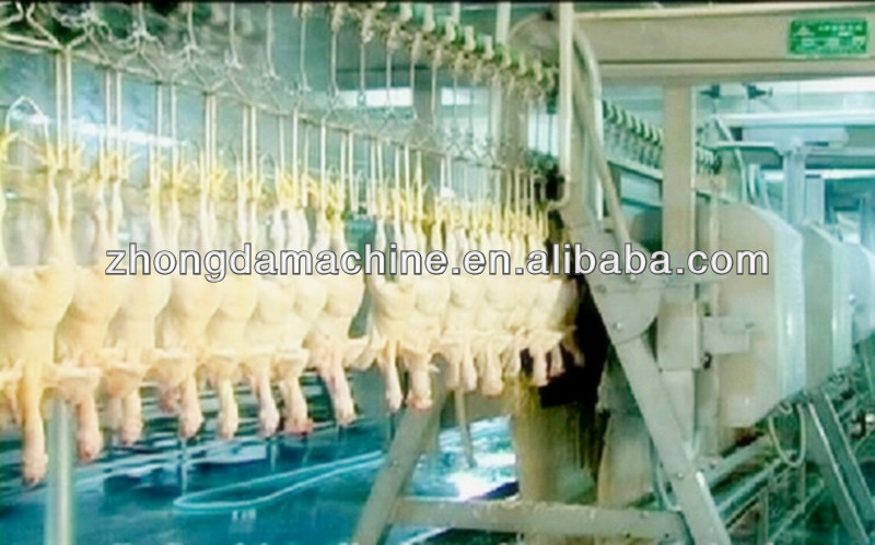 poulet abattage et abattoir machines