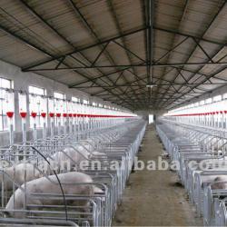 Automatic pig feeding system