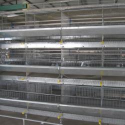 battery brooder cage/baby chicken cage(1-90days)/raising broiler chickens/animal farm equipment