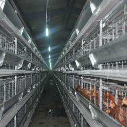 Best Poultry Farm Equipment