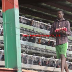 Chicken Cage For Poultry Farm For Nigeria ( Office and warehouse in Lagos and Abuja )