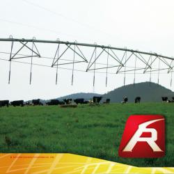 Cows grazing dairy with center pivot