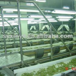 drying cabbage whole-set equipment