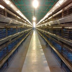 Durable galvanized layer chicken cage