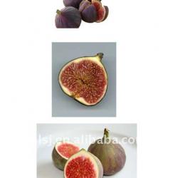 Fig Puree Machine