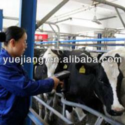 fish-bone pipeline milking parlor for big farm