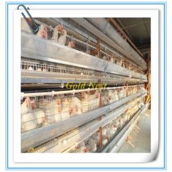 H style egg breeder chicken cage