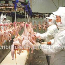 halal chicken slaughterhouse