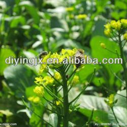 honey processing machine