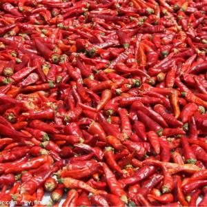 Hot Pepper mesh drying machine