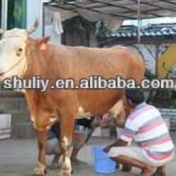 hot sale!!! dairy cow milking machine for farm 0086-13703827539