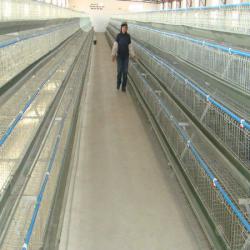 hot sale H type used poultry battery cages for sale