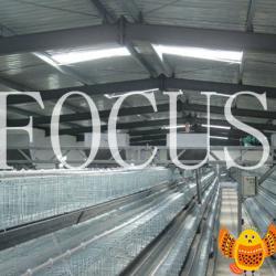 most poplular automatic H layer cages feeding system