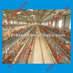 New Design Automatic Chicken Cage