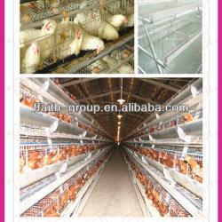 new type chicken layer cage with low cost