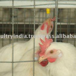 Poultry Cages