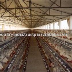 Poultry Cages