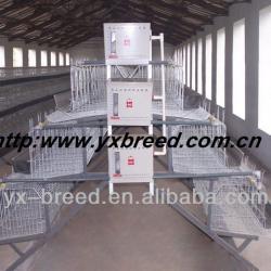 poultry equipments for chicken breeding on farm