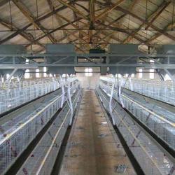 reduce epidemic disease incidence Unique door, door reinforce low carbon steel hen layer cage with Auto water system