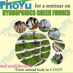 Thoyu brand Hydroponics Green Fodder