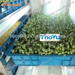 Soybean and Mung Bean Sprout Machine (SMS: 0086-15890650503)