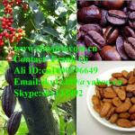 Cacao bean milling machine / grain grinder /cacao bean machine