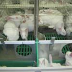 Automatic rabbit farming equipment