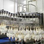 poultry slaughtering production line
